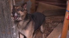 Na psie zápasy upozorňujeme roky. Krutú zábavu organizujú zrejme aj v tejto osade