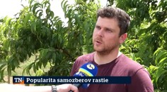 Popularita samozberov rastie