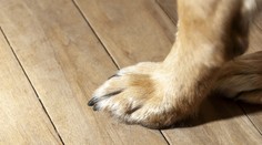 Šok na slovenskom sídlisku. Pes hodiny štekal na parapete na 10. poschodí, potom spadol