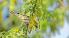 Na Slovensku zaznamenali nový druh vtáka, ktorý je známy svojim nezameniteľným spevom