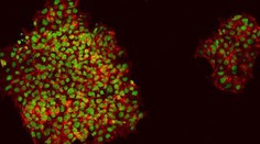 Vedci prišli s novinkou, ktorá spôsobí revolúciu v testovaní na zvieratách