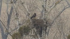 Orlie hniezdo zastavilo výstavbu diaľnice