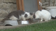 Na Slovensku trpí nadváhou takmer 40 percent domácich zvierat. Ak im hádžete maškrty, skracujete im život