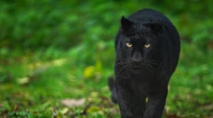 V Česku sa pohybuje záhadná čierna šelma. Môže ísť o leoparda