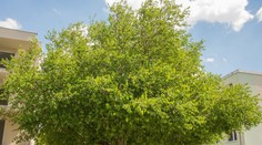 Vybrali slovenský strom roka. Kde ho nájdete?