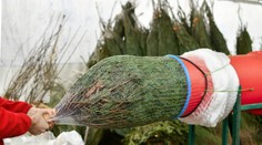 Preprava vianočného stromčeka má jasné pravidlá. Za ich nedodržanie hrozí vodičovi pokuta