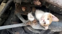 Mačiatko pred istou smrťou zachránila pozornosť vodiča