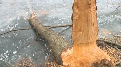 Spor pre bobry: Ničia stromy, podmývajú brehy a robia škody. Na Počúvadle dokonca ohrozujú pamiatku UNESCO