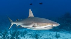 „Videla som, ako jej visí ruka. Krv bola všade.“ Deväťročné dievča pohrýzol žralok, museli jej prišívať ruku