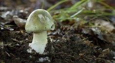 Zomreli najmenej štyria ľudia. Aj malá chyba pri zbere húb môže byť fatálna