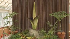 Najsmradľavejšia rastlina na svete. Ľudia stáli dlhé hodiny v rade, aby ju mohli ovoňať