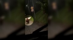 VIDEO: Centrom Sabinova sa prechádzal medveď. Miestni si na takýto prípad nepamätajú