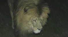 Strávili sme noc v ZOO. Tí, čo tmu nemusia, by sa možno aj báli