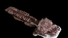 V Afrike našli fosíliu obrovskej šelmy, ktorá žila dávno pred dinosaurami