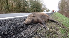 Diviak spôsobil na diaľnici hotovú katastrofu