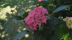 Pestujete doma exotické rastliny? Pozor na škodcov, ktorí by mohli ohroziť ekosystém celého Slovenska