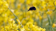 Slovenský turista (23) vo Vrátnej upadol do bezvedomia po útoku včely