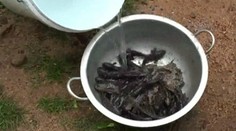 Z neba „pršali" živé ryby. Obyvatelia Srí Lanky ich zjedli