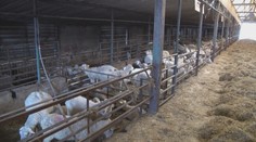 Slovenská jahňacina má na pultoch úspech. Chovatelia plánujú výrazne navýšiť počet oviec