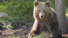 Súd zrušil výnimku na odstrel ôsmich medveďov. Ministerstvo životného prostredia prehralo prvú z 33 žalôb