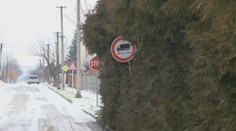 Starosta nechal odpíliť konáre stromov, ich majiteľ to považuje za barbarstvo