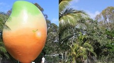 Nepochopiteľná krádež: Ukradli miestnu atrakciu, 10-tonové mango