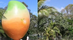 Nepochopiteľná krádež: Ukradli miestnu atrakciu, 10-tonové mango