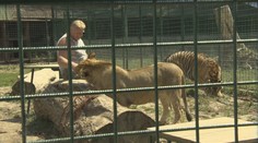 VIDEO: Na Slovensku prekvitá nelegálny biznis s tigrami. Dôkazom toho je aj nahrávka z ranča, kde lev usmrtil muža