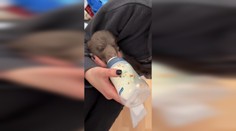 Po tragédii prichádza z Bojníc novinka: Takto to vyzerá s medvedíkmi po zastrelenej matke