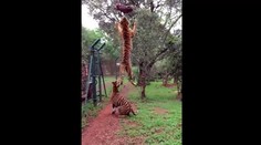 Tiger predviedol neuveriteľný skok do výšky