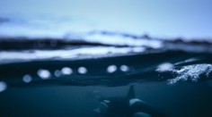 VIDEO: Takéto správanie kosatiek doteraz nikto nenakrútil. V bezpečí pred nimi nie je ani najväčší druh žraloka