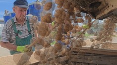 Každý druhý zemiak v našich obchodoch je zo zahraničia a s ovocím je to ešte horšie. Vláda má plán, ako to zmeniť