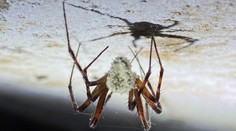 Známy apokalyptický seriál sa stáva realitou. Vedci objavili huby, ktoré menia pavúkov na zombie