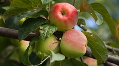 Skladníci hlásia: Máme dosť jabĺk