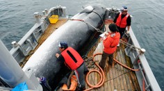 Japonsko od júla obnoví komerčný lov  veľrýb