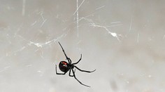 Šok v Ružomberku: Prvý nález nebezpečnej čiernej vdovy na Slovensku