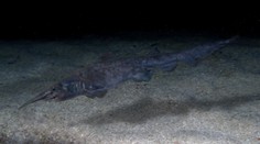 Vedci sa chválili, že v Stredozemnom mori objavili vzácneho žraloka. Vyslúžili si však posmech