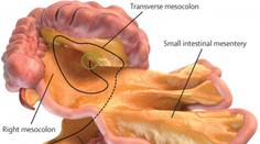 Budú sa prepisovať učebnice? Vedci objavili nový ľudský orgán