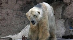 Tento pohľad láme srdce. Arturo je najsmutneším zvieraťom na svete