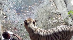Mladík v zoo spadol do výbehu. Tiger ho vláčil ako handrovú bábiku
