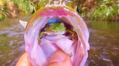 Dokonale načasované: Rybár chytil ostrieža pri raňajkách