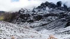 Obyvatelia horských oblastí Peru sú zúfalí. V regiónoch uhynulo až 500 alpák, žiadajú vládu o pomoc