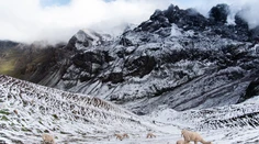 Obyvatelia horských oblastí Peru sú zúfalí. V regiónoch uhynulo až 500 alpák, žiadajú vládu o pomoc