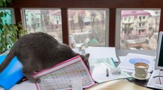 Žena vyhrala dlhoročný boj o miliónové dedičstvo po bratovi vďaka mačke