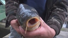 Kapor vo vani neskutočne trpí. Veterinári vydali odporučenie, ako by sme sa mali zachovať