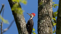 Svet je chudobnejší o 23 druhov živočíchov a rastlín. Vyhlásili ich za vyhynuté