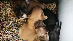 Taliani rozbili gang množiteľov psov, jedna stopa viedla do Nitry