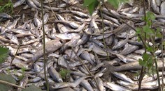 Stovky uhynutých rýb pri Nových Zámkoch. Kto za to môže?