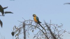 Ľuďom v Malčiciach lieta nad hlavami obrovský papagáj