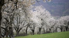 Rozkvitnutý čerešňový sad pripomína rozprávku. Toto miesto môže Slovensko čoskoro stratiť